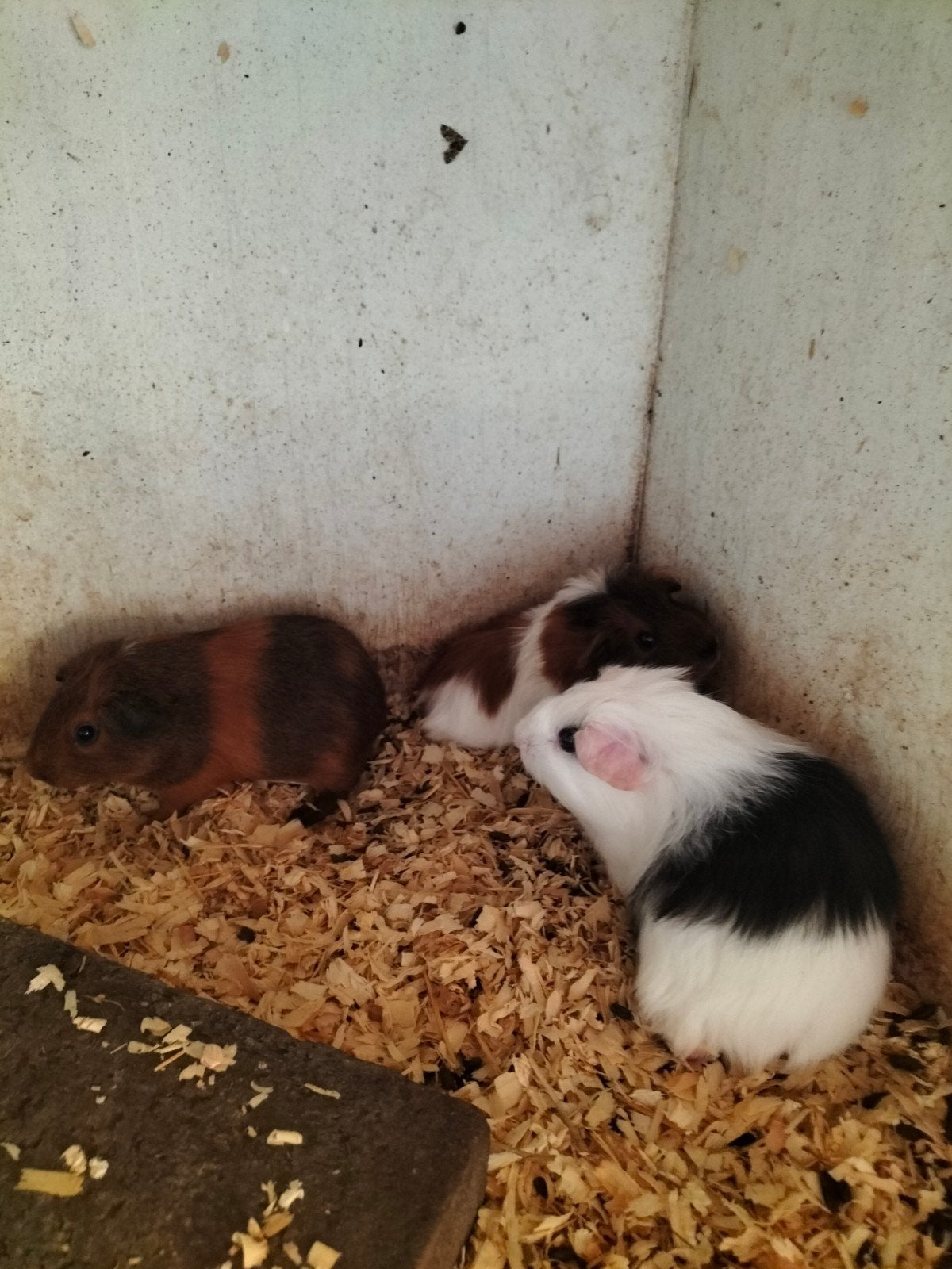 6 Cavia Zeugjes, Dieren en Toebehoren, Knaagdieren, Mei, Vrouwelijk, Cavia