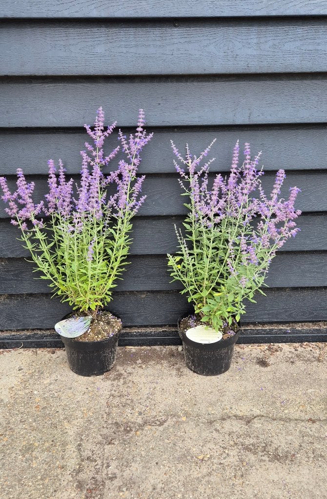 Russiche lavendel | Salvia yangii, Volle zon, Vaste plant, Zomer, Ophalen