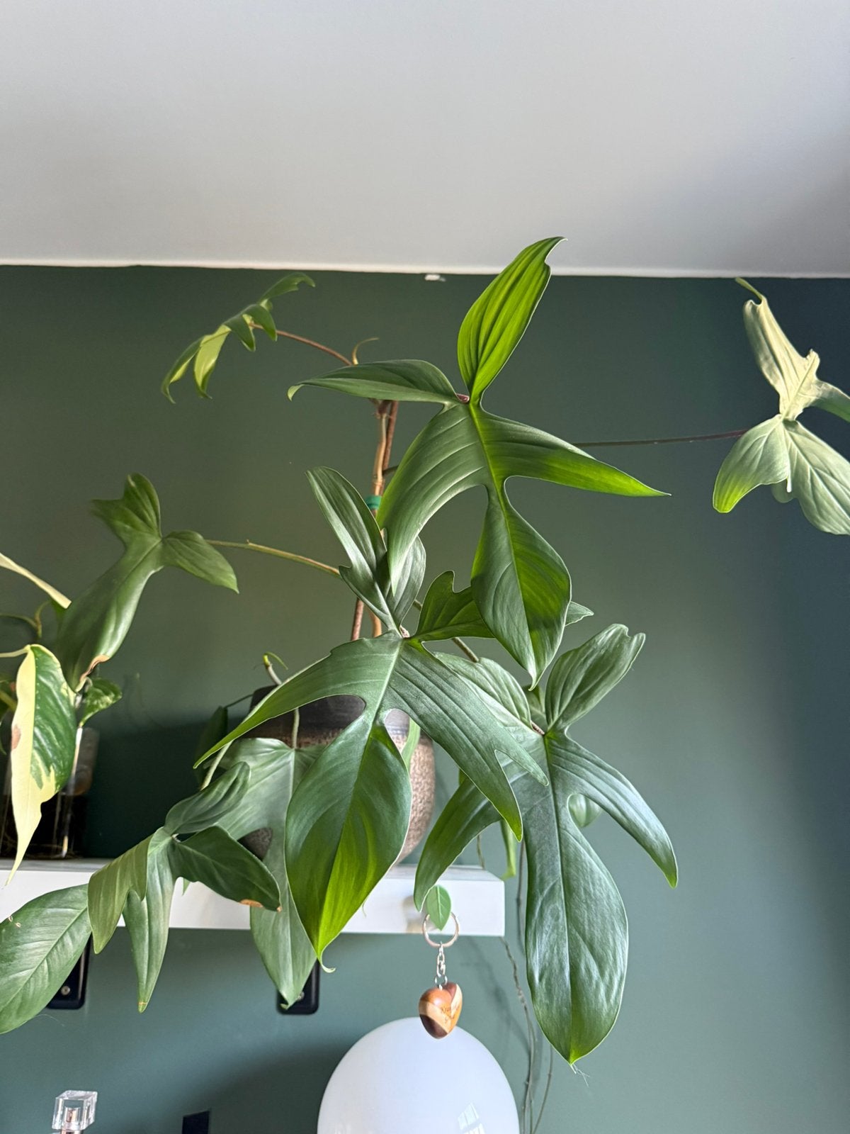 Philodendron Florida, Ophalen, Halfschaduw, Minder dan 100 cm