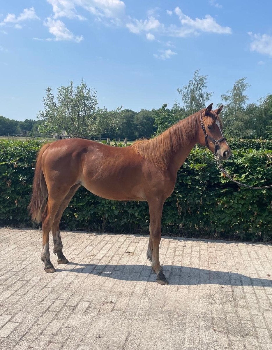 Dressuurgefokte NRPS Jaarling Merrie, Dieren en Toebehoren, Paarden, Merrie, Minder dan 160 cm, Dressuurpaard, 0 tot 2 jaar