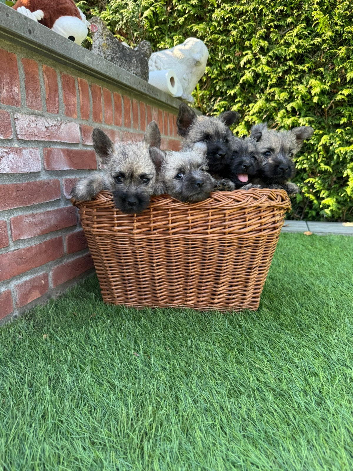 Nog 3 prachtige Cairn Terrier pups, geboren 26-06-2026, Dieren en Toebehoren, Honden | Jack Russells en Terriërs, Parvo, Overige rassen