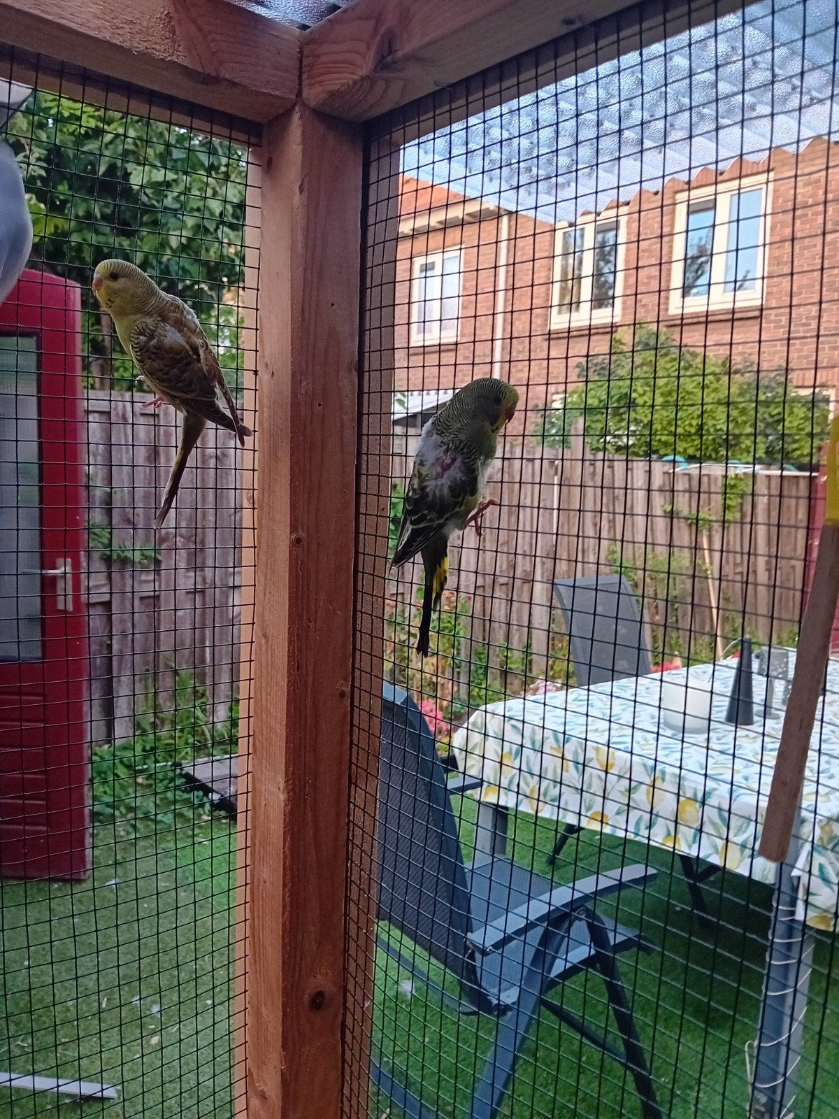 Parkieten, Meerdere dieren, Parkiet
