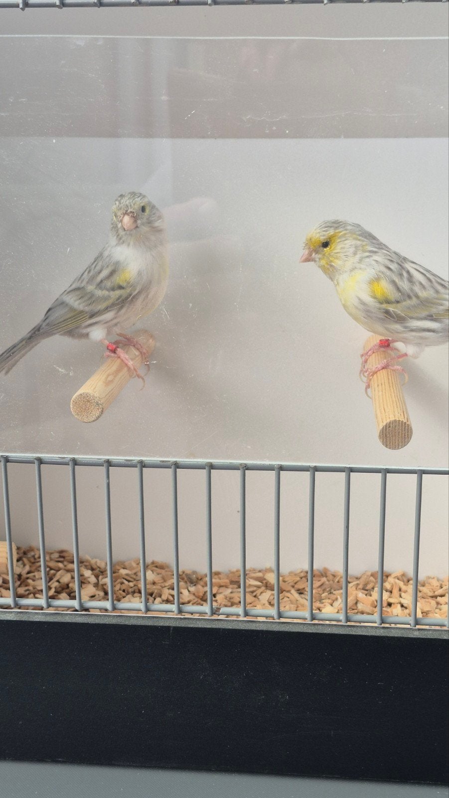 koppel Agaat pastel geel mozaiek, Meerdere dieren, Kleurkanarie