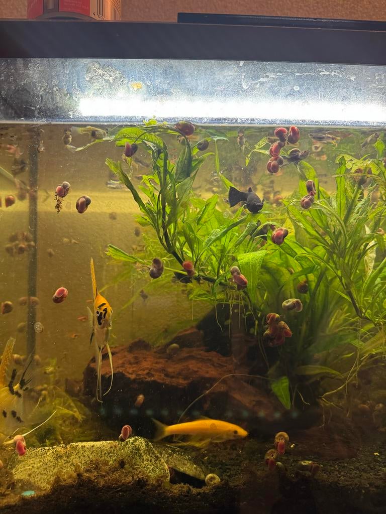 Aquarium, Vis