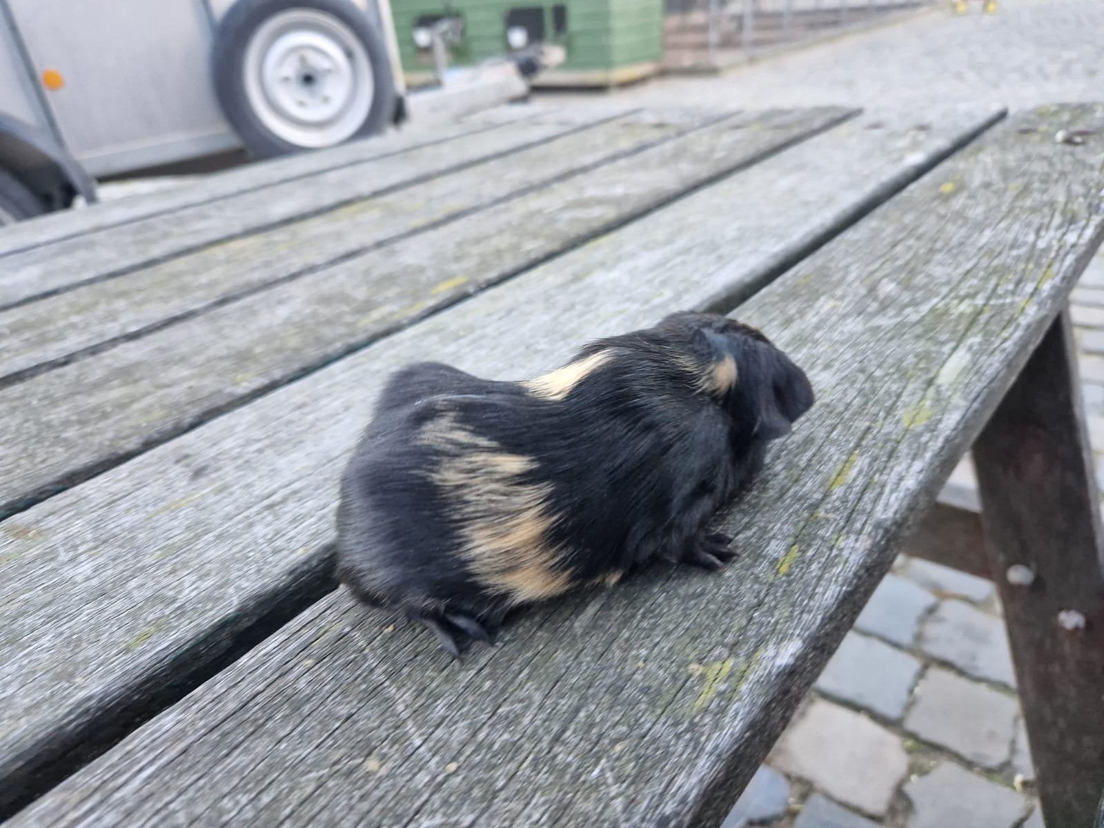 Mooie cavia (vrouwtje), Dieren en Toebehoren, Cavia, Juli, Vrouwelijk, Tam