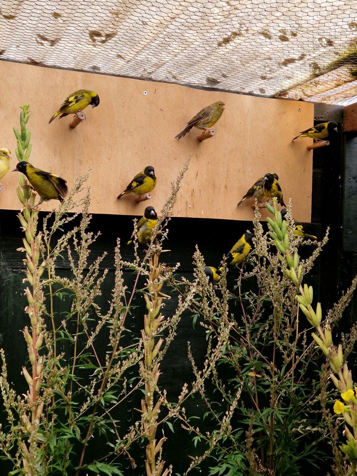 zwartborstsijs zwartborstsijzen, Dieren en Toebehoren, Meerdere dieren, Tropenvogel, Geringd