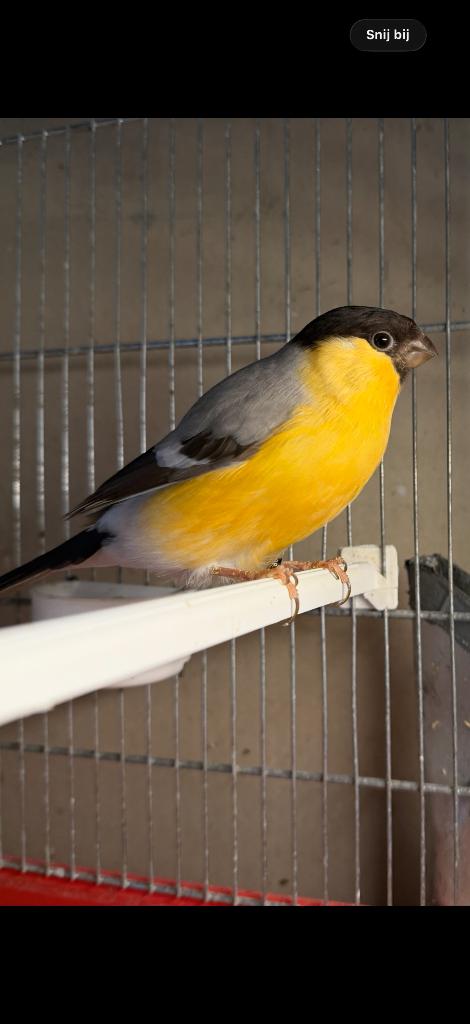 Grote Goudvink koppel broedrijp en gezond van 25, Dieren en Toebehoren, Vogels | Overige Vogels, Meerdere dieren, Wildzangvogel