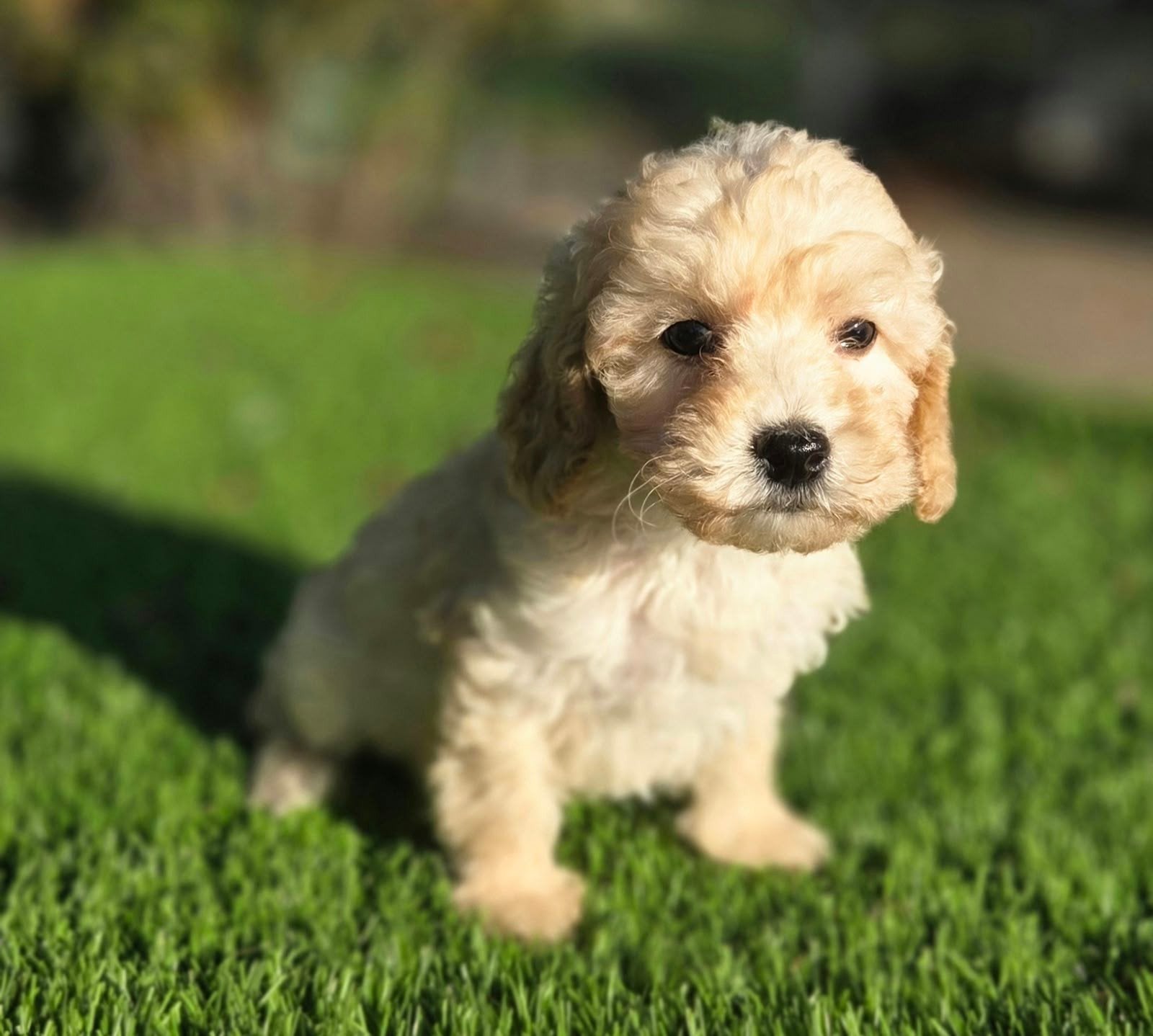 Super mooie maltipoo dwergpoedel x maltezer pups, Nederland, Overige rassen, 8 tot 15 weken, CDV (hondenziekte)