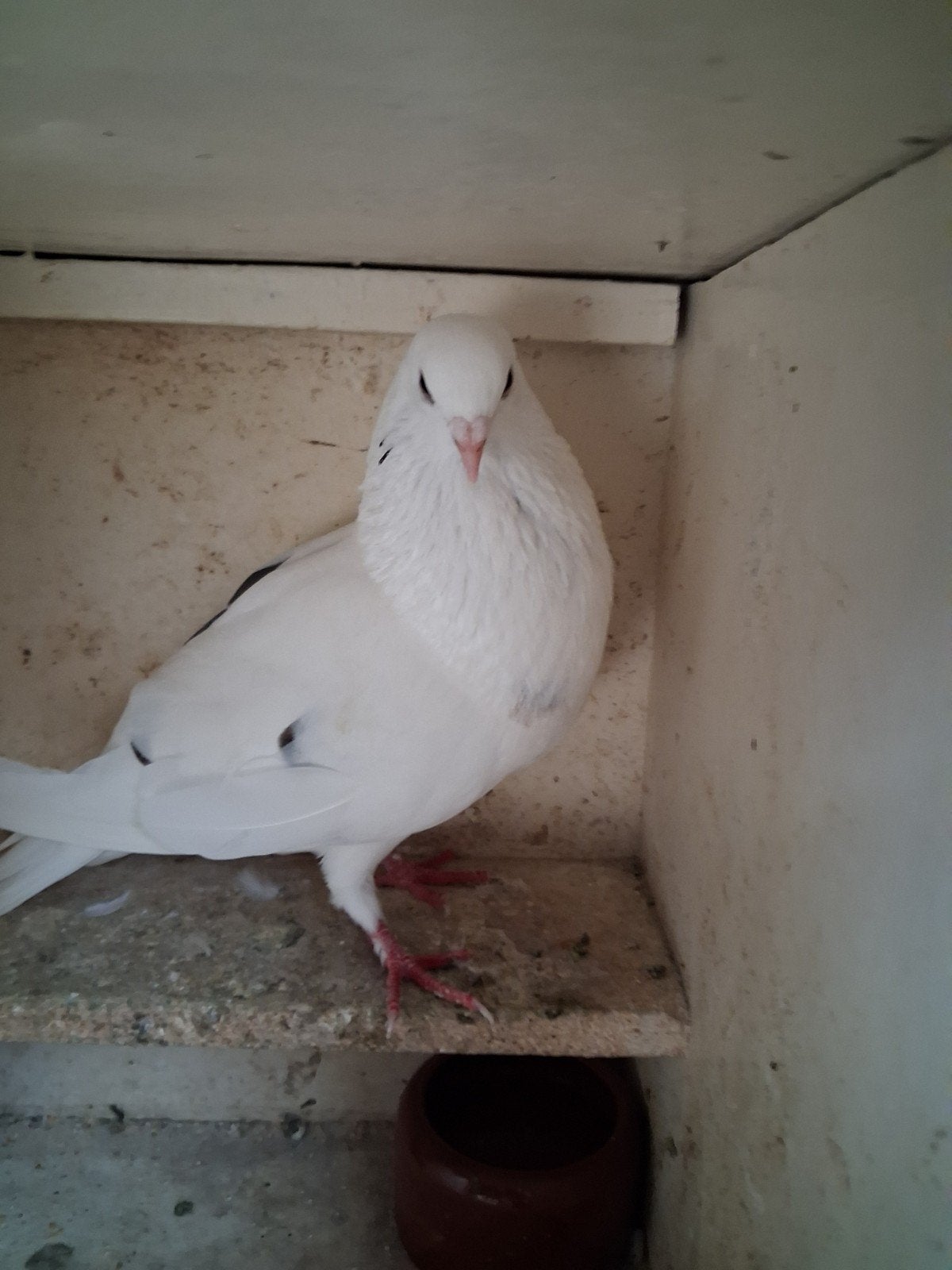 duivin, Dieren en Toebehoren, Vrouwelijk, Kropper