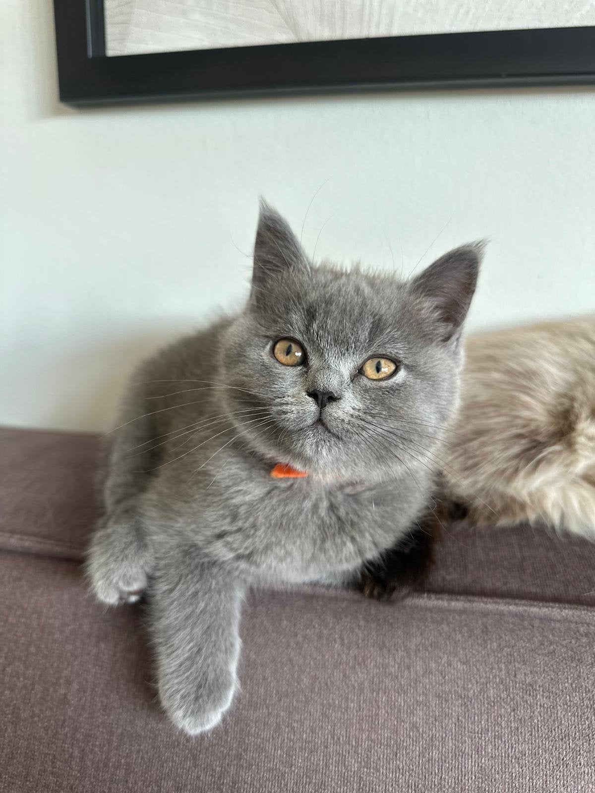 Britse kortharige kitten, Dieren en Toebehoren, Meerdere dieren, 0 tot 2 jaar
