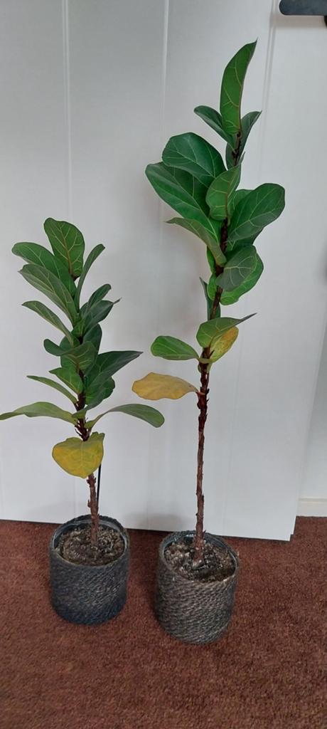 Ficus lyrata (vioolbladplant) - Set van 2, Ophalen, Ficus, Minder dan 100 cm, Volle zon