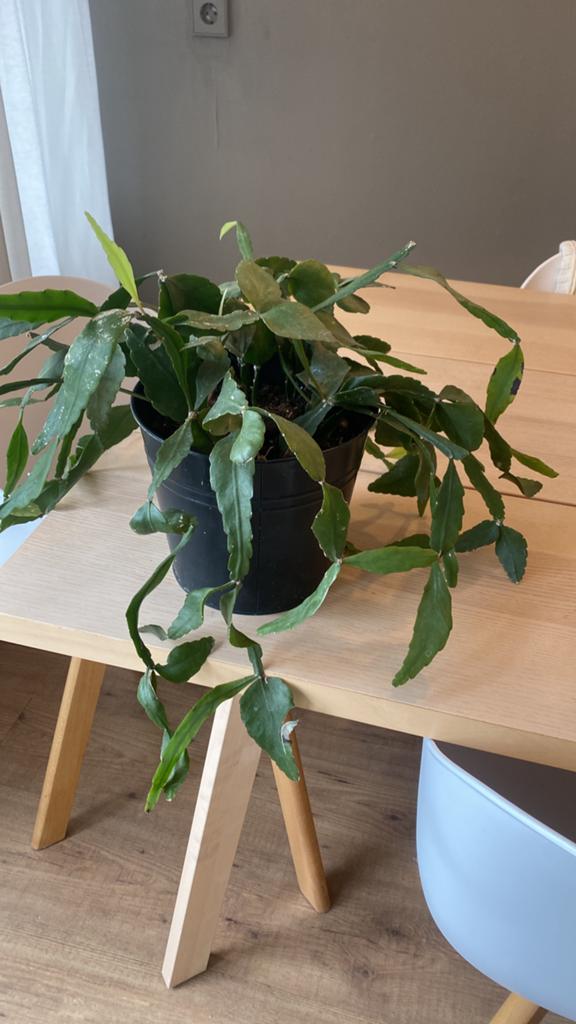 Hangplant, Huis en Inrichting, Ophalen, Halfschaduw, Minder dan 100 cm