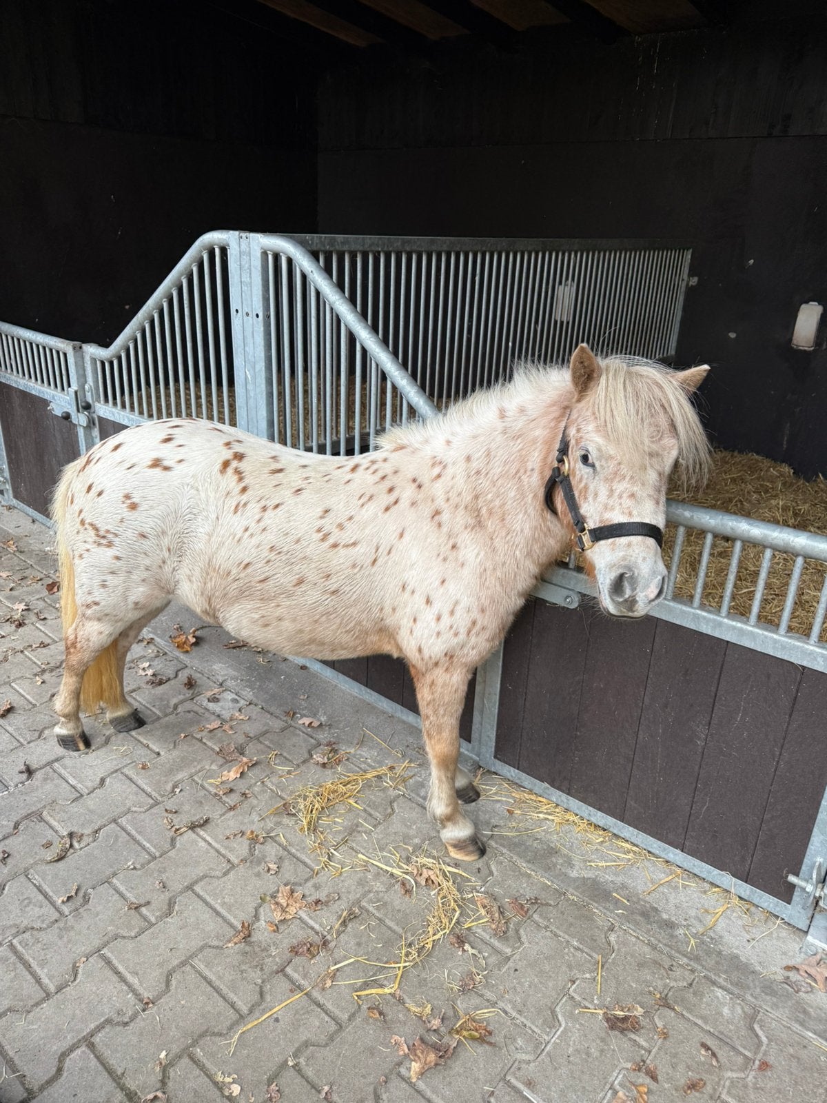 Appaloosa merrie, Merrie, A pony (tot 1.17m), Ontwormd, 3 tot 6 jaar