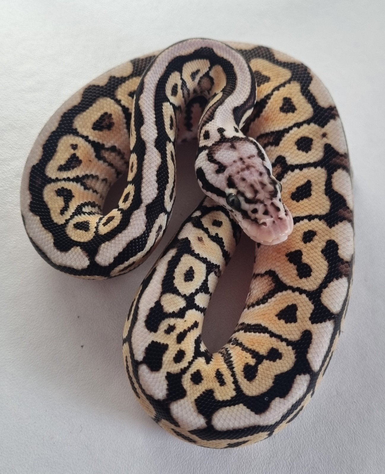 0.1 spotnose special pastel het clown koningspython