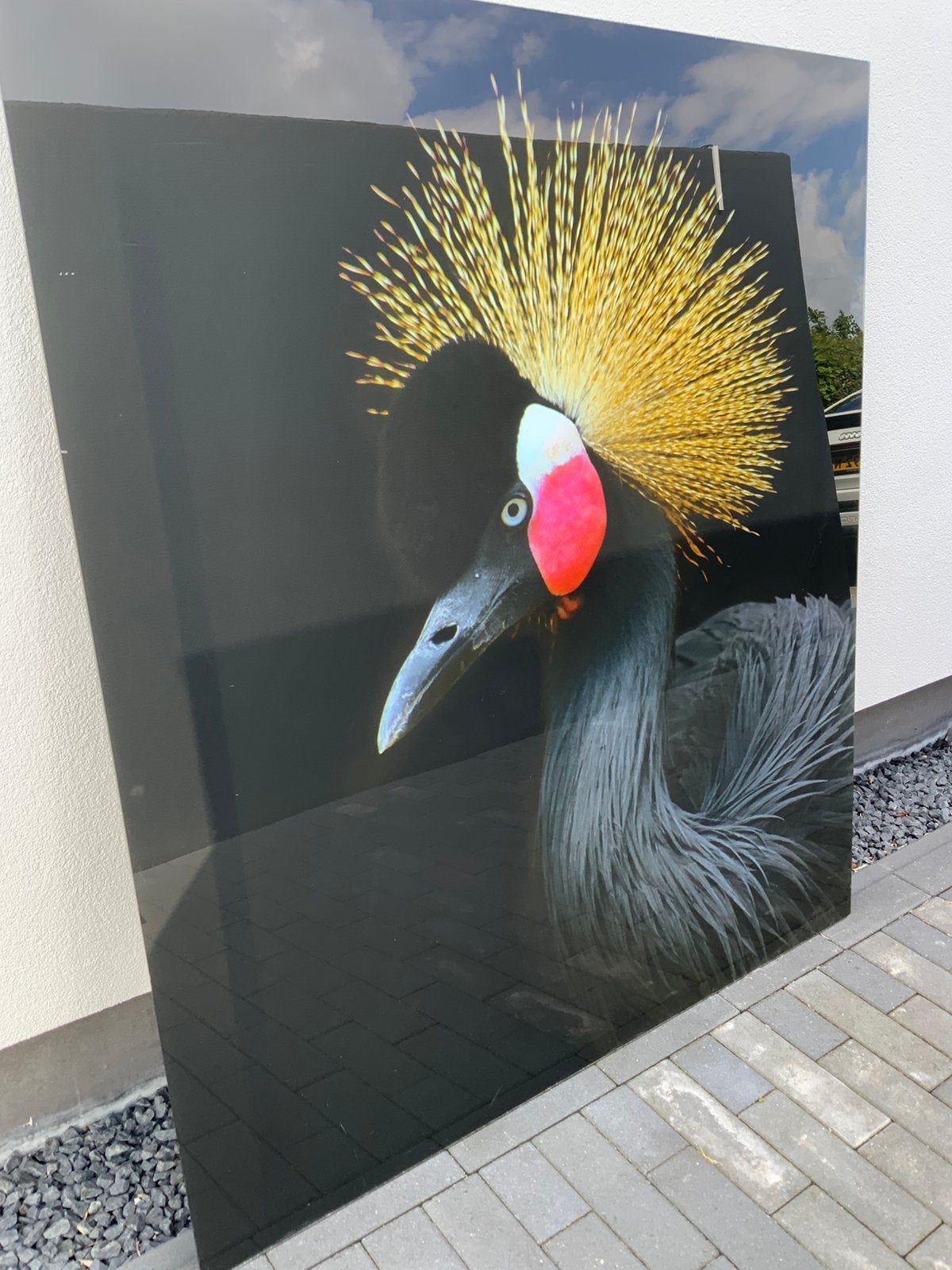 plexiglas schilderij met blind ophangsysteem 145 x 165, Kunststof, Dieren, Overige technieken, Ophalen