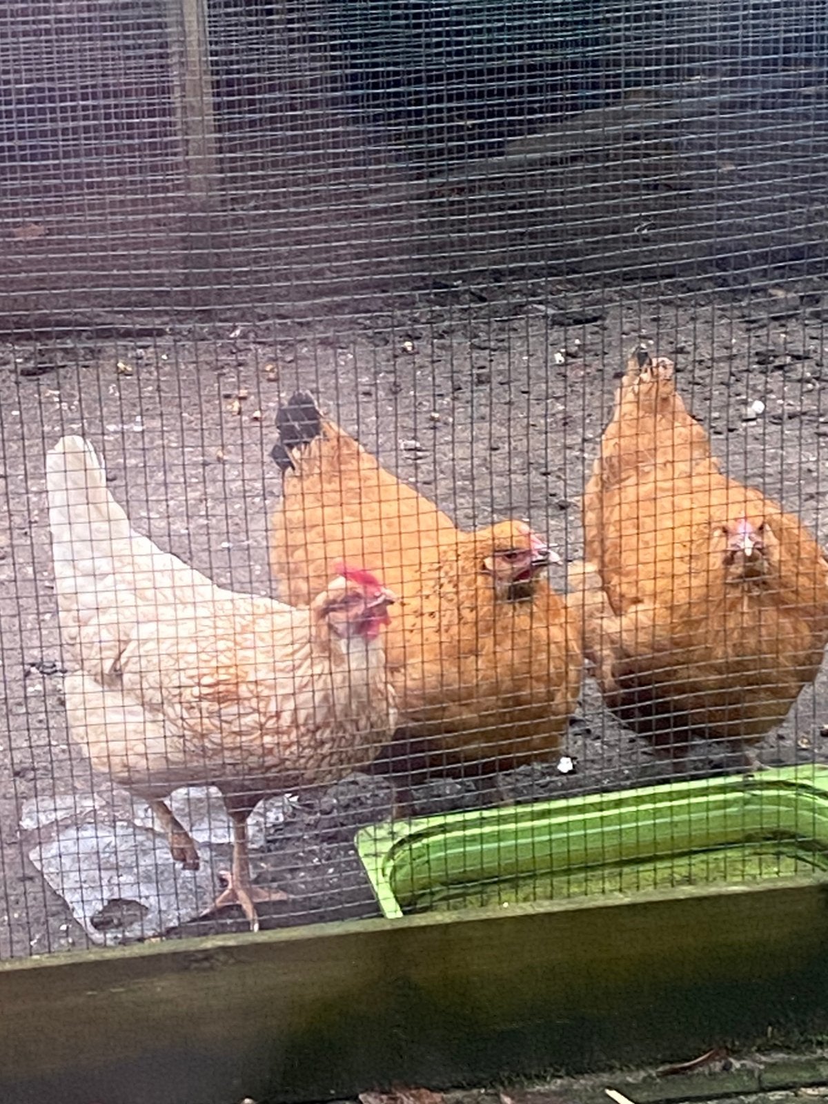 5 kippen, Dieren en Toebehoren, Pluimvee, Vrouwelijk, Kip