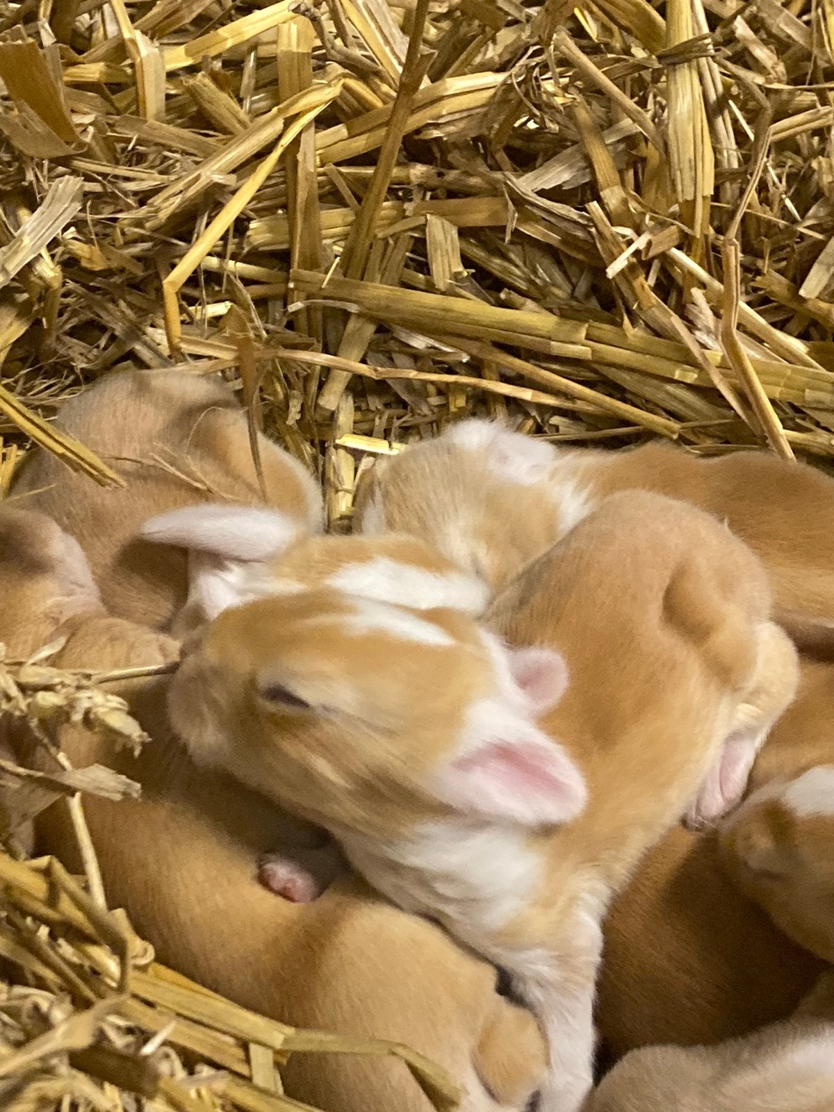 GRATIS jonge konijntjes, vlaamse reusjes, Dieren en Toebehoren, Meerdere dieren, Groot