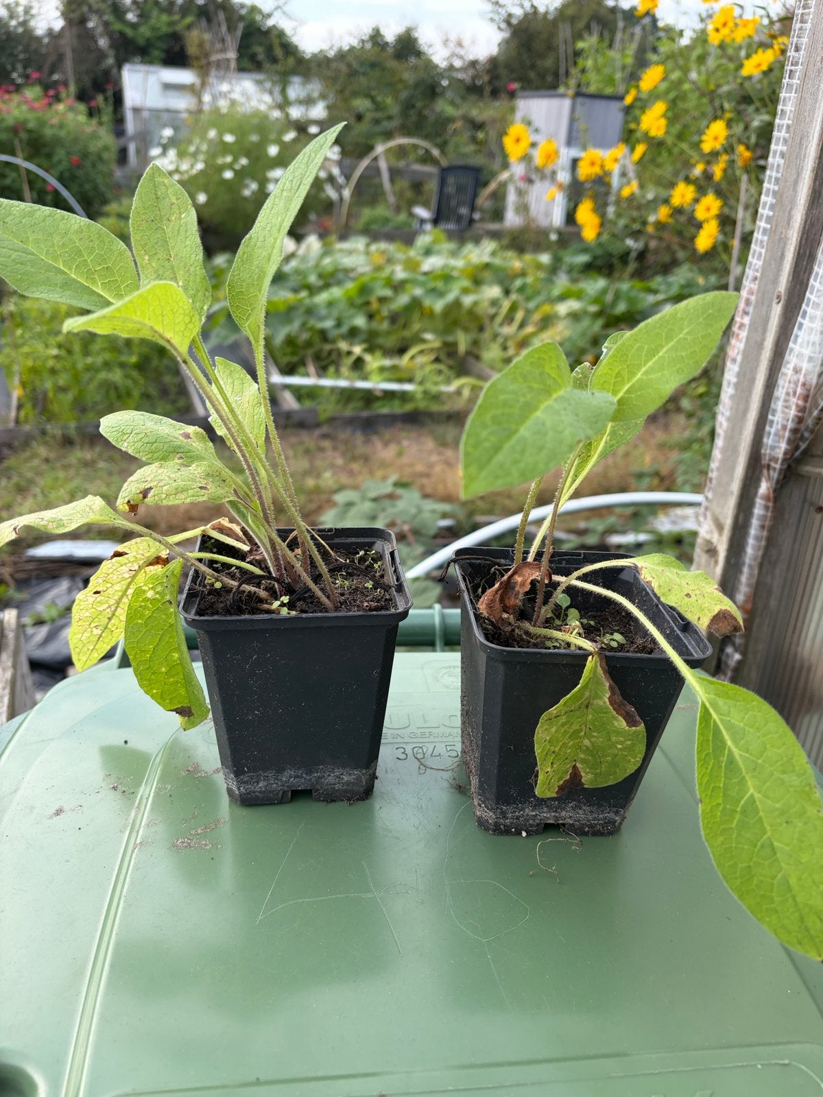 Bocking 14 Smeerwortel plantjes, Ophalen, Vaste plant, Halfschaduw, Kruiden