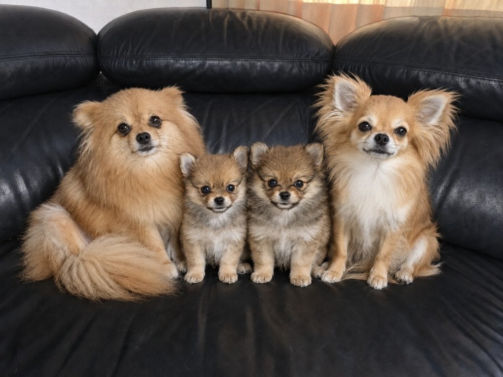Prachtige Pomchi Pup (Reutje), Parvo, Overige rassen, 8 tot 15 weken, Meerdere