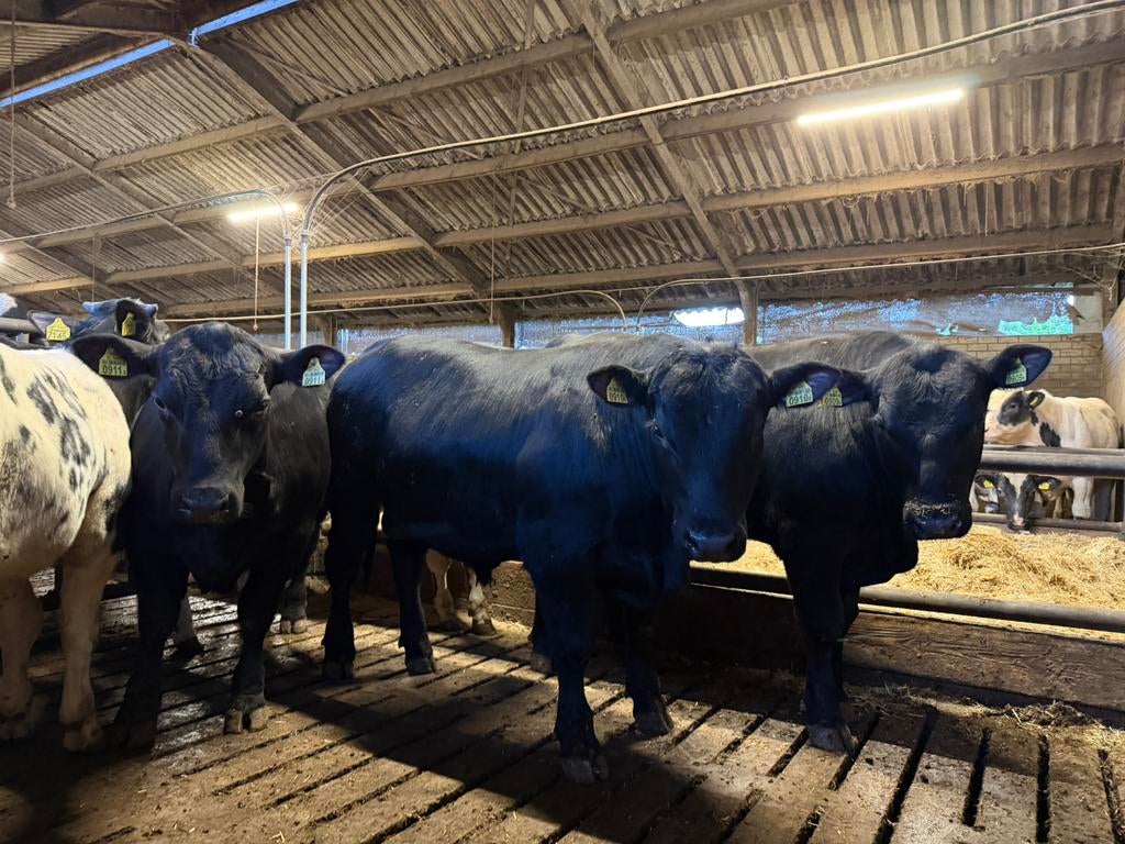 3 mooie black angus stieren, Dieren en Toebehoren, Runderen, Mannelijk
