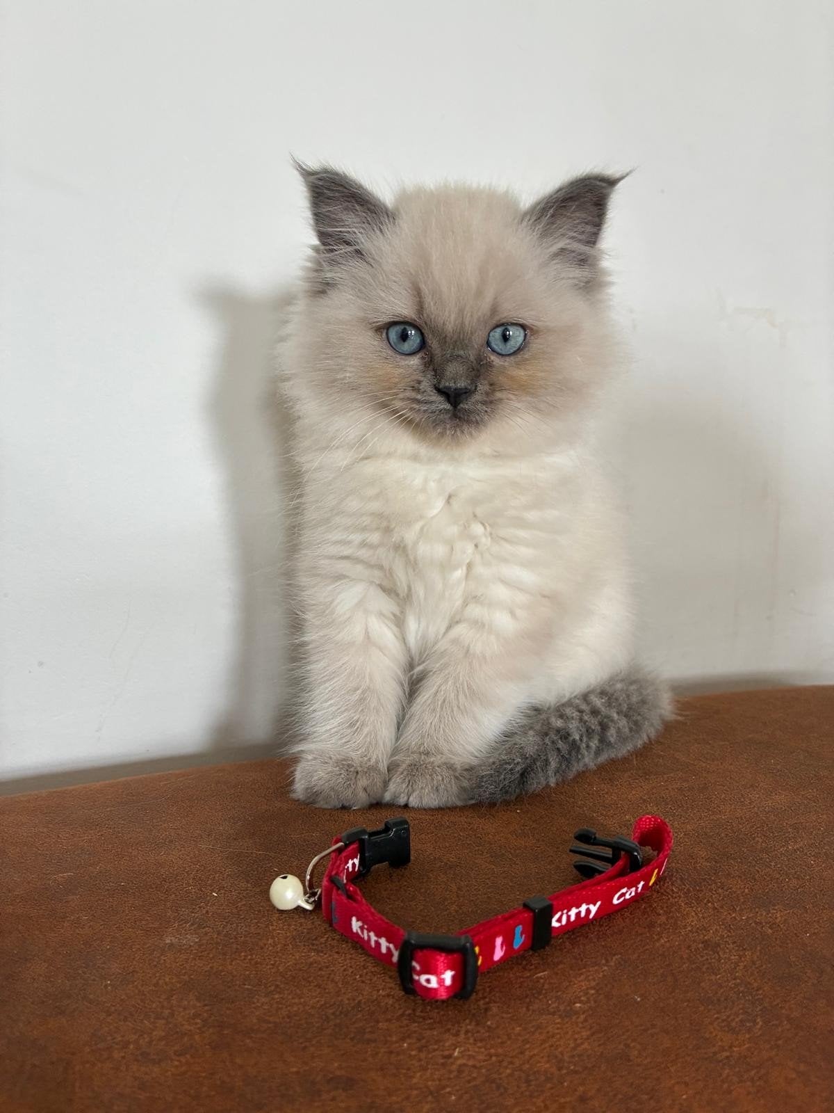 5 lieve, mooie ragdoll kittens, Poes, Gechipt, 0 tot 2 jaar