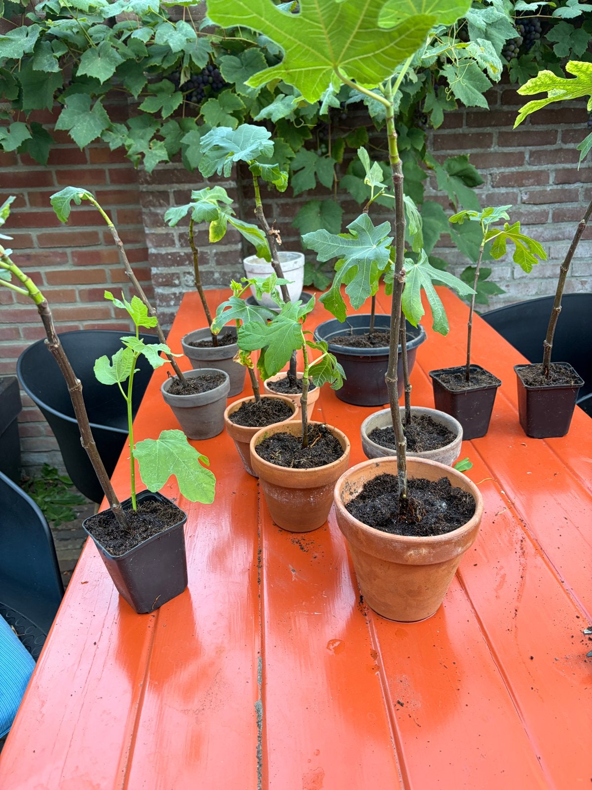 Vijgenstek, Ophalen of Verzenden, Minder dan 100 cm, Overige soorten, Zomer
