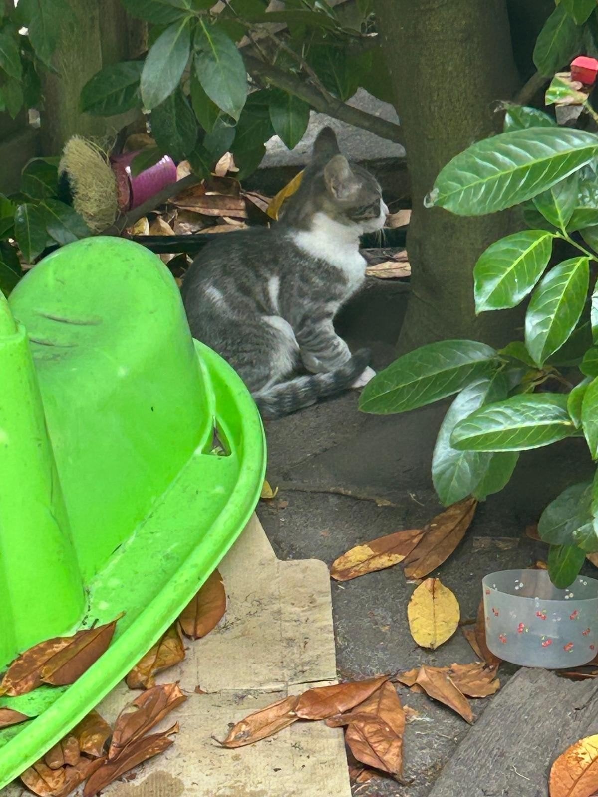 Kitten, Dieren en Toebehoren, Katten en Kittens | Overige Katten, Meerdere dieren, Kortharig, 0 tot 2 jaar