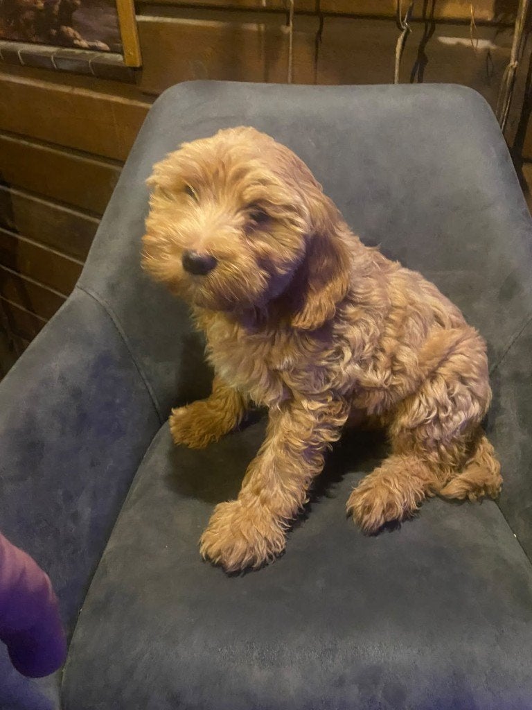 pups maltipoo, Overige rassen, 8 tot 15 weken, Meerdere, Meerdere dieren