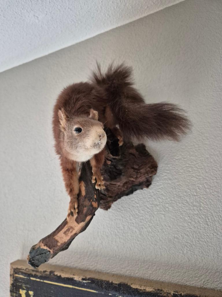 Taxidermie opgezette eekhoorn op tak, Ophalen of Verzenden, Zo goed als nieuw, Wild dier, Opgezet dier