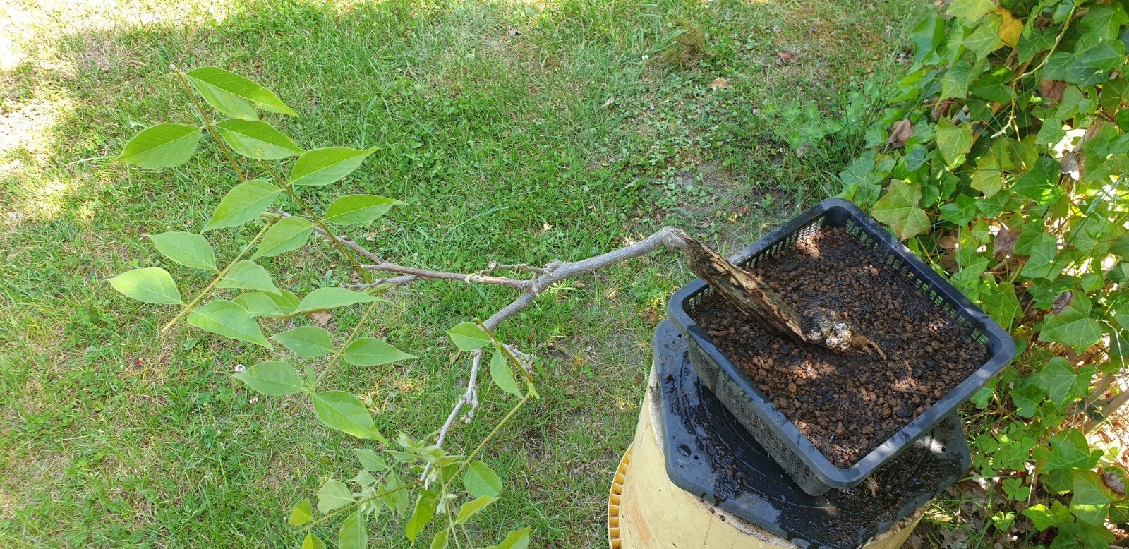 Te koop Marcot Wisteria pre-Bonsai (blauw)., Tuin en Terras, Planten | Bomen, Ophalen of Verzenden, Overige soorten, Minder dan 100 cm