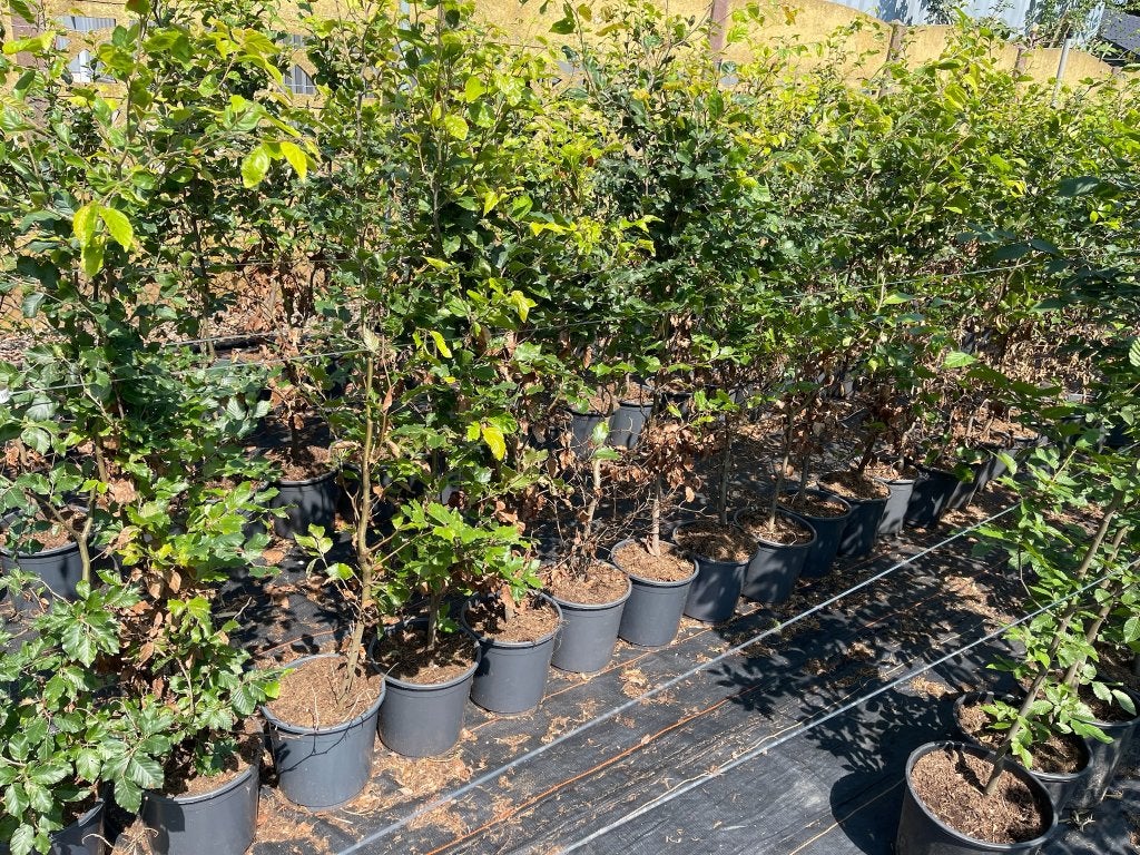 Fagus sylvatica (Groene Beuk) - in pot  € 2,95 per stuk, Ophalen, Beukenhaag, Struik, 100 tot 250 cm