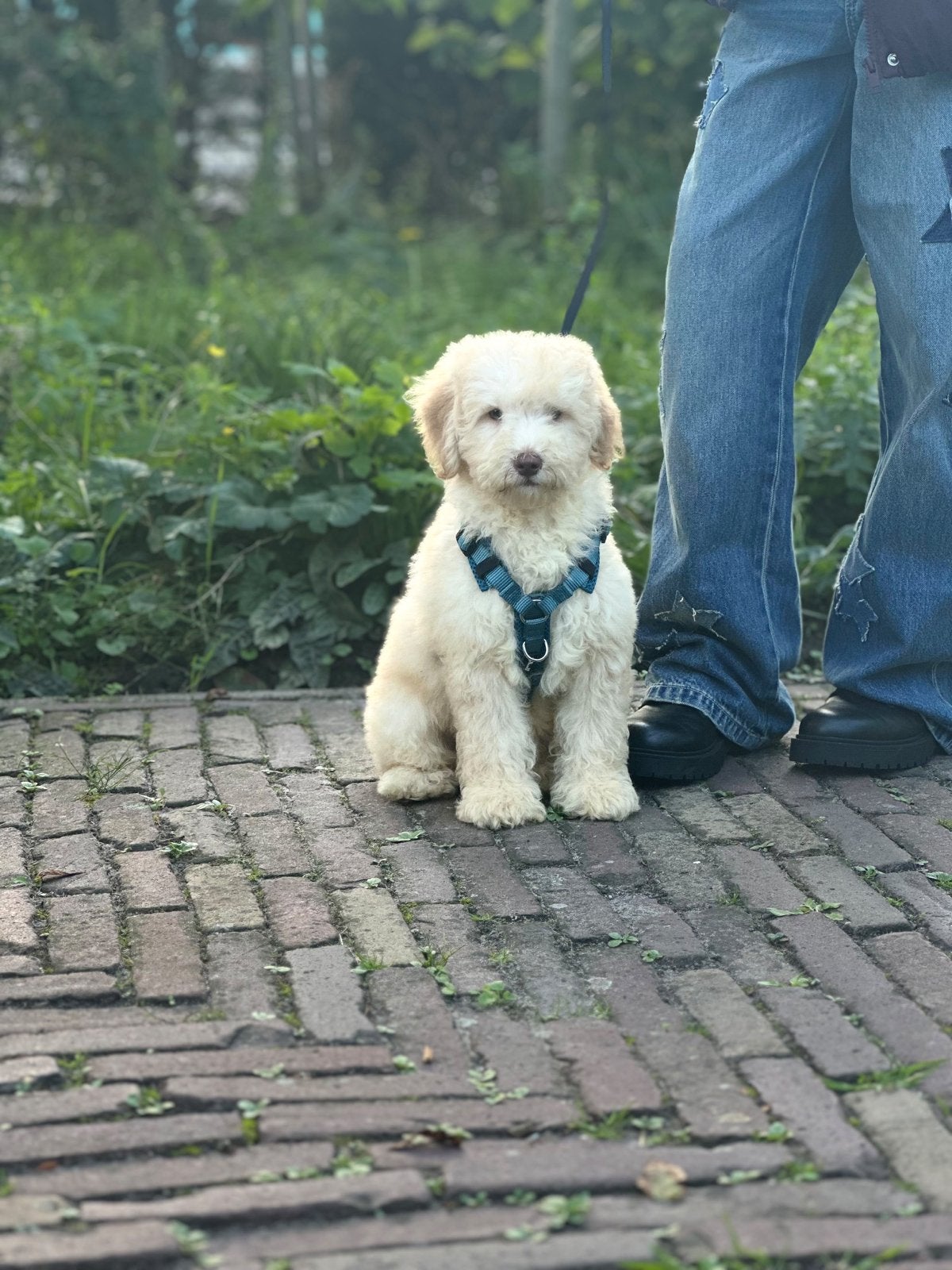 Labradoodle pup zoekt liefdevol nieuw thuis, CDV (hondenziekte), Reu, 8 tot 15 weken, Eén hond
