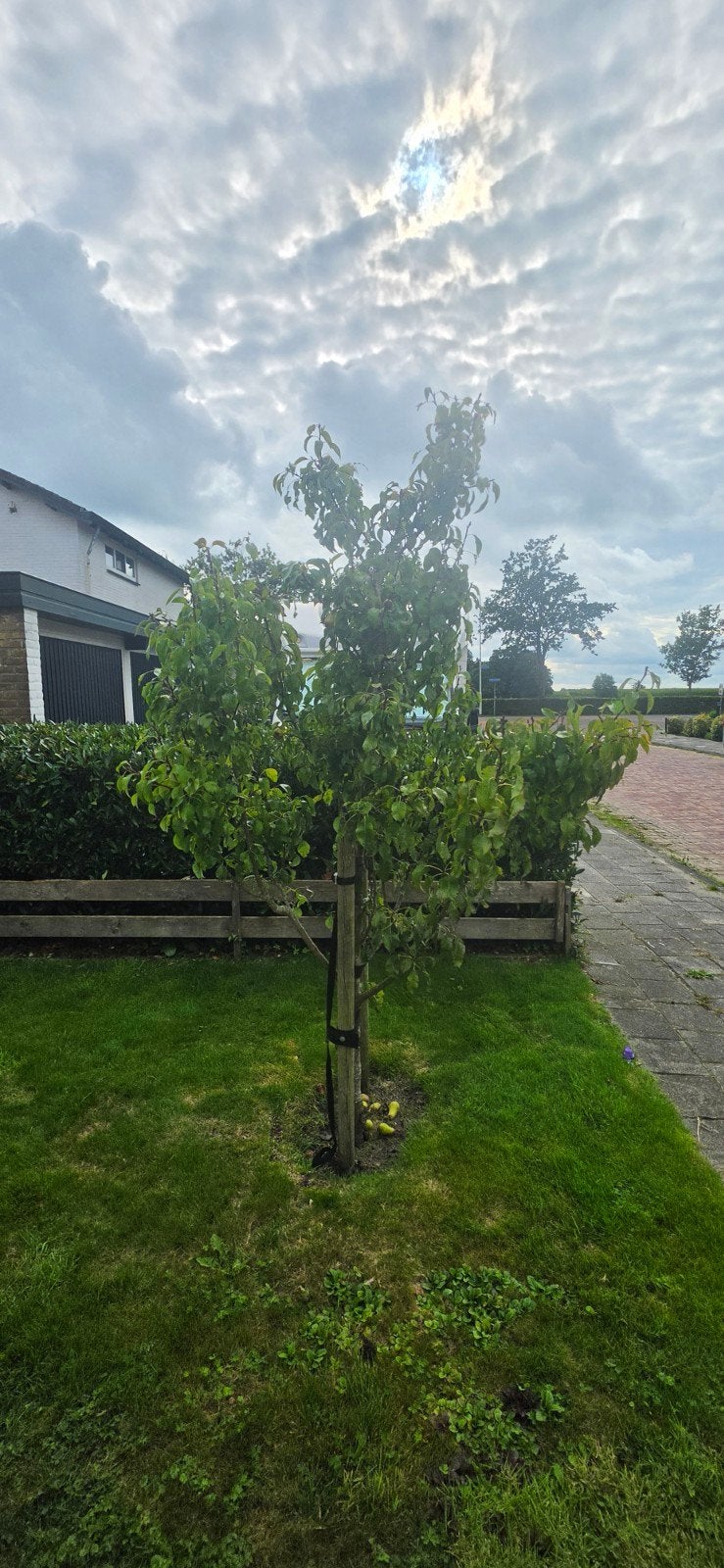 Perenboom, Tuin en Terras, Overige soorten, Lente, 250 tot 400 cm, Ophalen