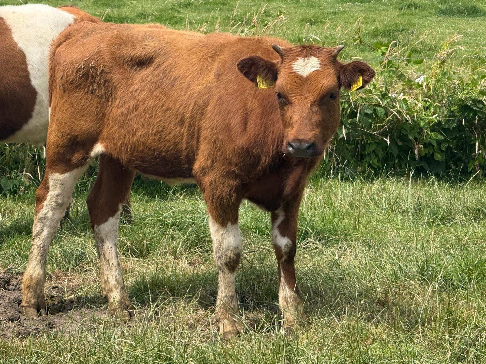 3 brandrode pinken te koop, Dieren en Toebehoren, Runderen, Vrouwelijk