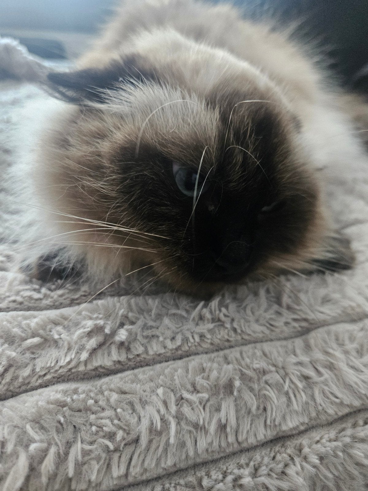 ragdoll te koop, Poes