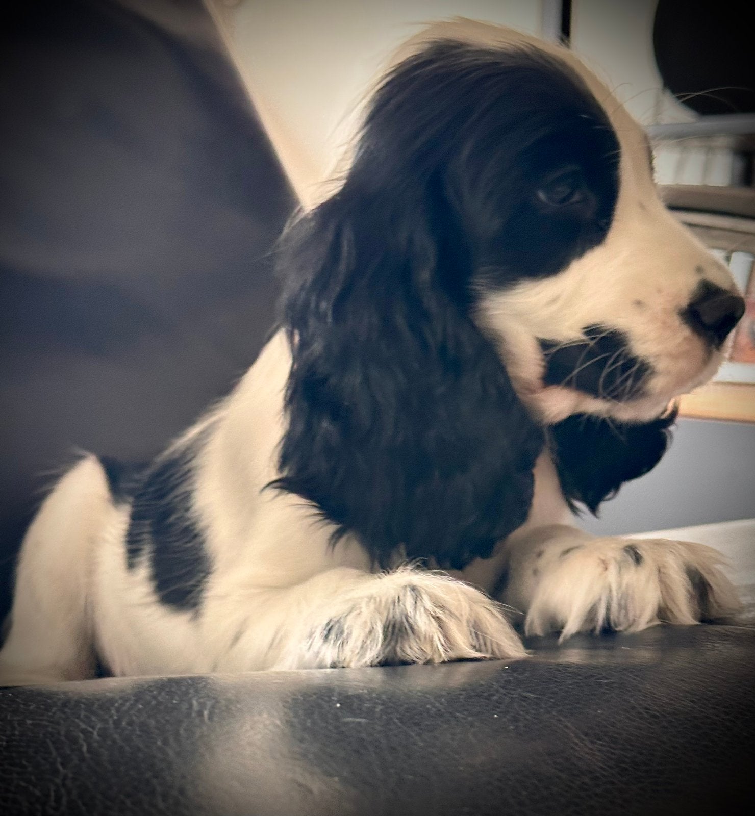 engelse Cockerspaniel met stamboom, Dieren en Toebehoren, Honden | Retrievers, Spaniëls en Waterhonden, Parvo, Reu, 8 tot 15 weken