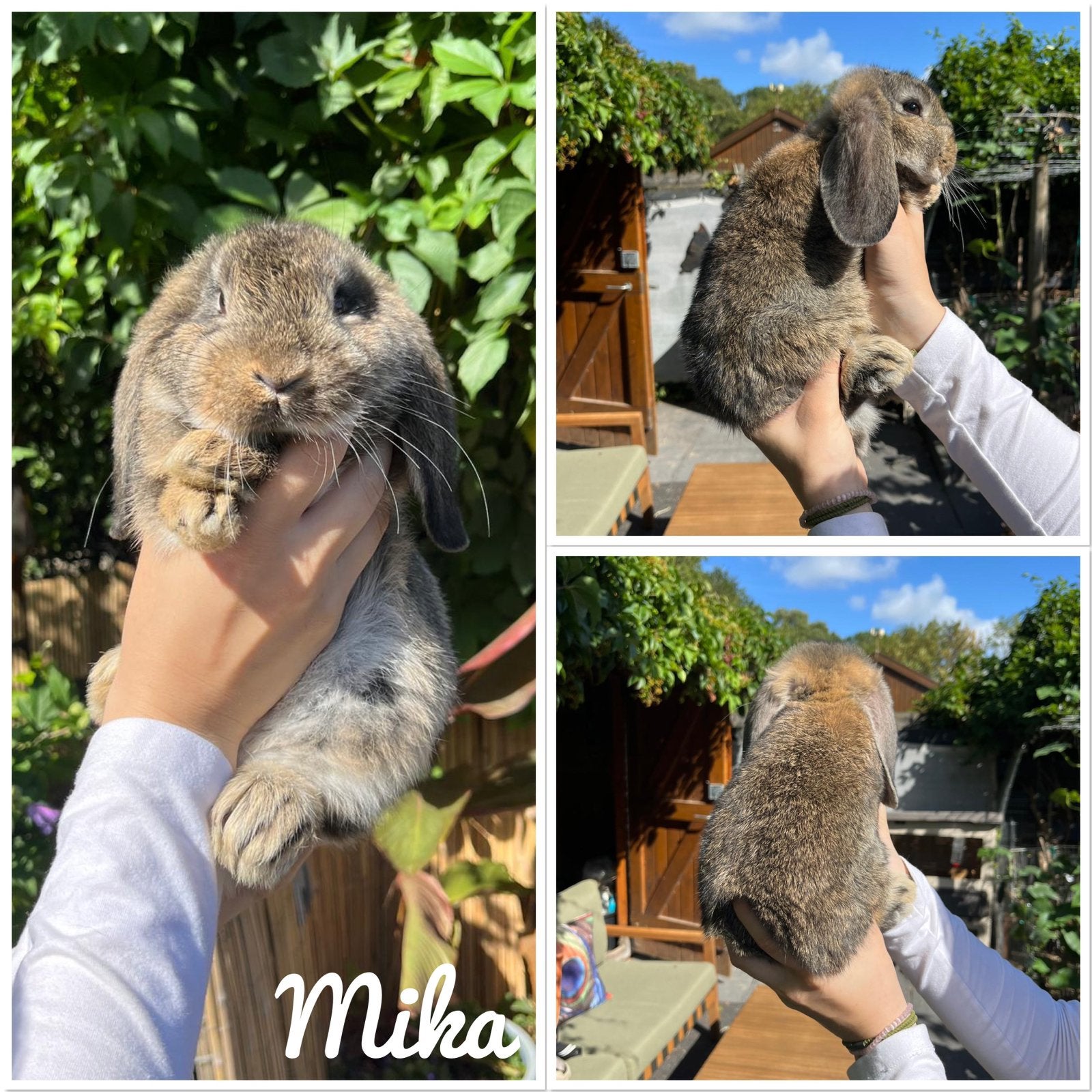 Handtamme konijntjes, Meerdere dieren, Middelgroot, Hangoor, 0 tot 2 jaar