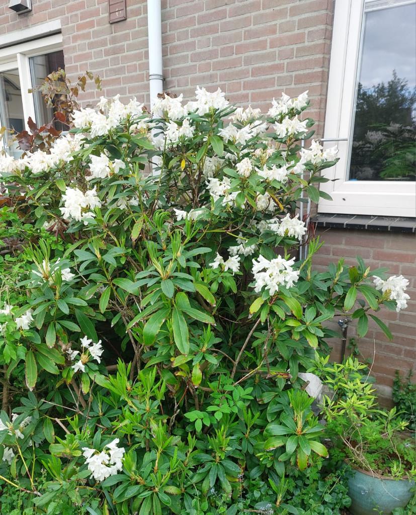witte rhodendron, Ophalen, Rhododendron, Struik, 100 tot 250 cm