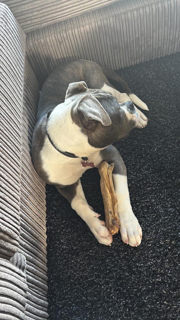 Amerikaanse bulldog, 15 weken tot 1 jaar, Teef, Parvo, Bulldog