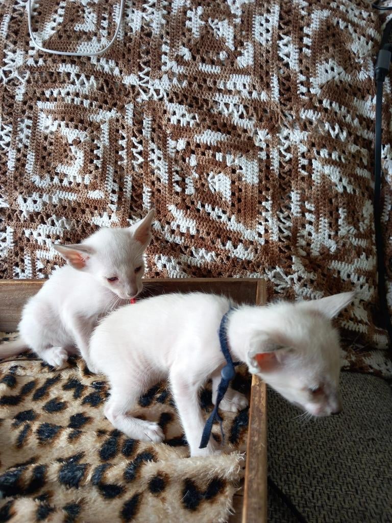 Oosterse Korthaar kittens, Dieren en Toebehoren, Meerdere dieren, Ontwormd