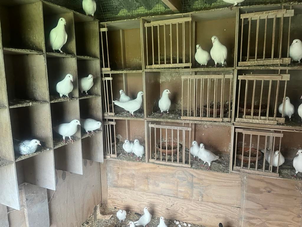 Wite duiven, Dieren en Toebehoren, Vogels | Duiven, Meerdere dieren, Postduif