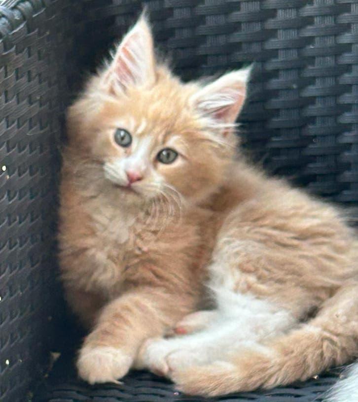 Maine Coon xl kittens mogen verhuizen, Dieren en Toebehoren, Katten en Kittens | Raskatten | Langhaar, Meerdere dieren, Ontwormd
