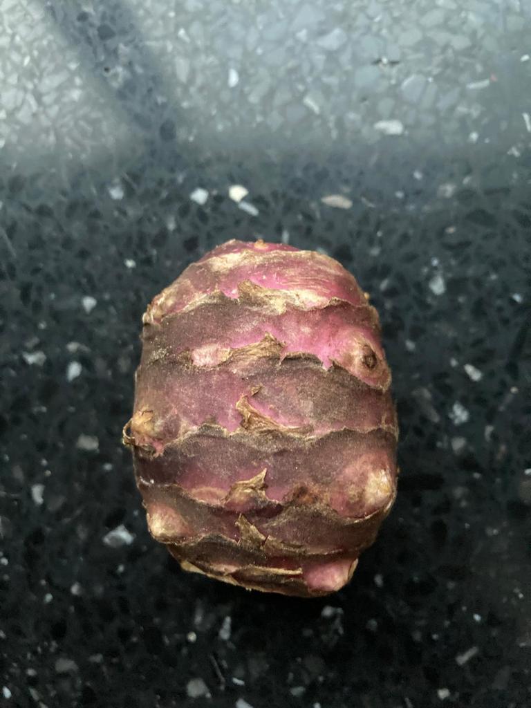 Aardpeer, topinamboer of Jeruzalem artisjok, Tuin en Terras, Planten | Tuinplanten, Ophalen, Vaste plant, Groenteplanten, Volle zon