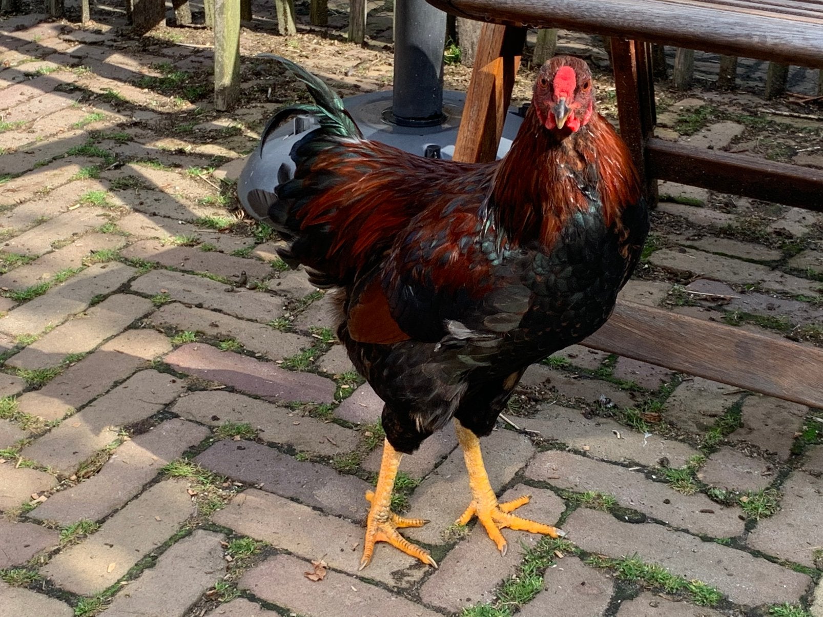 Jong wyandotte haantje, Dieren en Toebehoren, Pluimvee, Mannelijk, Kip