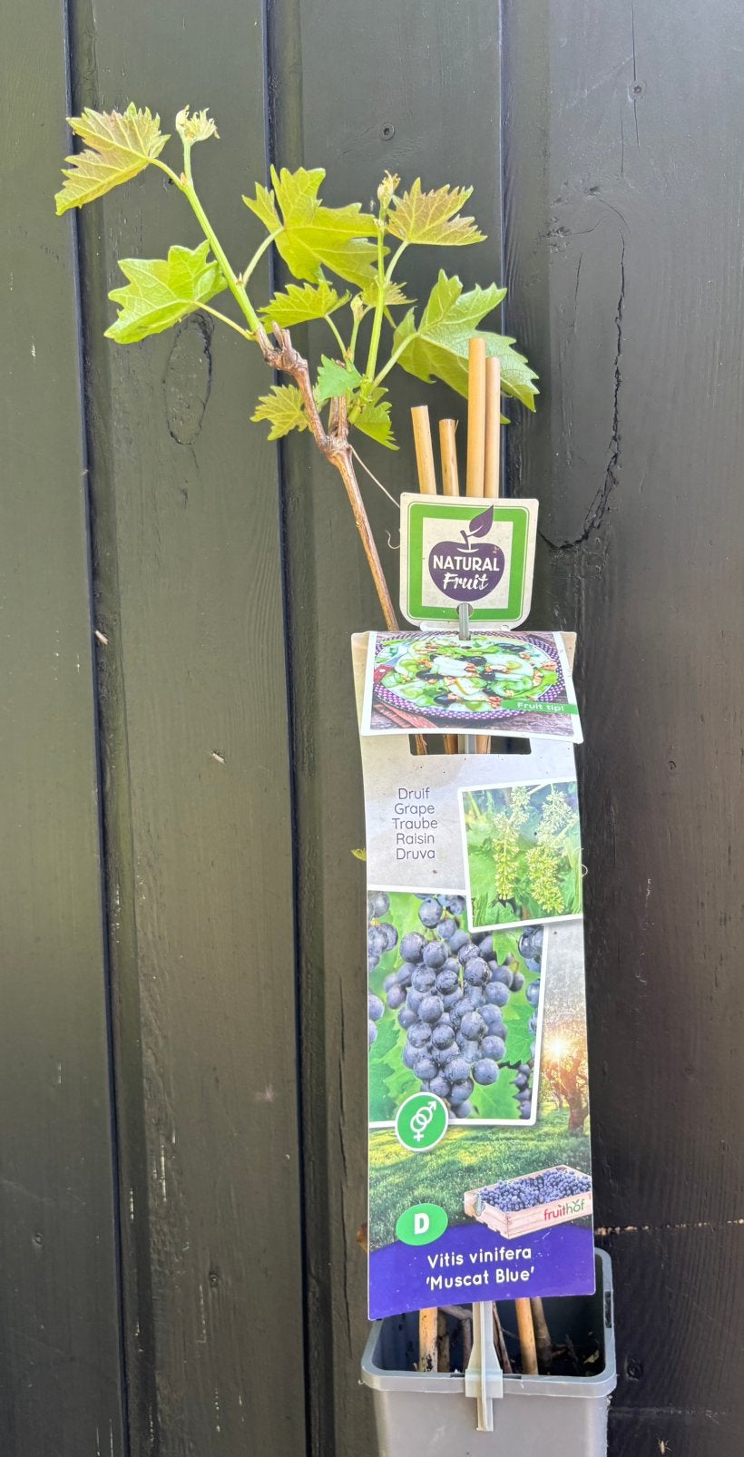 Blauwe druif, Ophalen of Verzenden, Vaste plant, Fruitplanten, Volle zon