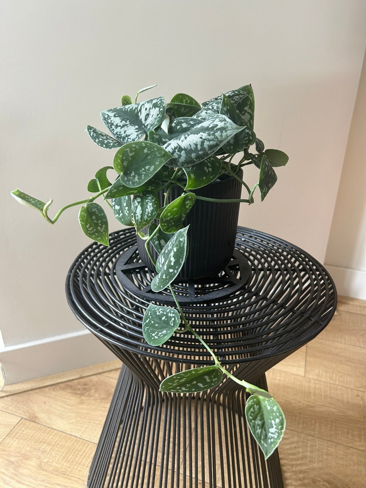 Scindapsus pictus Silvery Ann, Ophalen, Overige soorten, Halfschaduw, Minder dan 100 cm