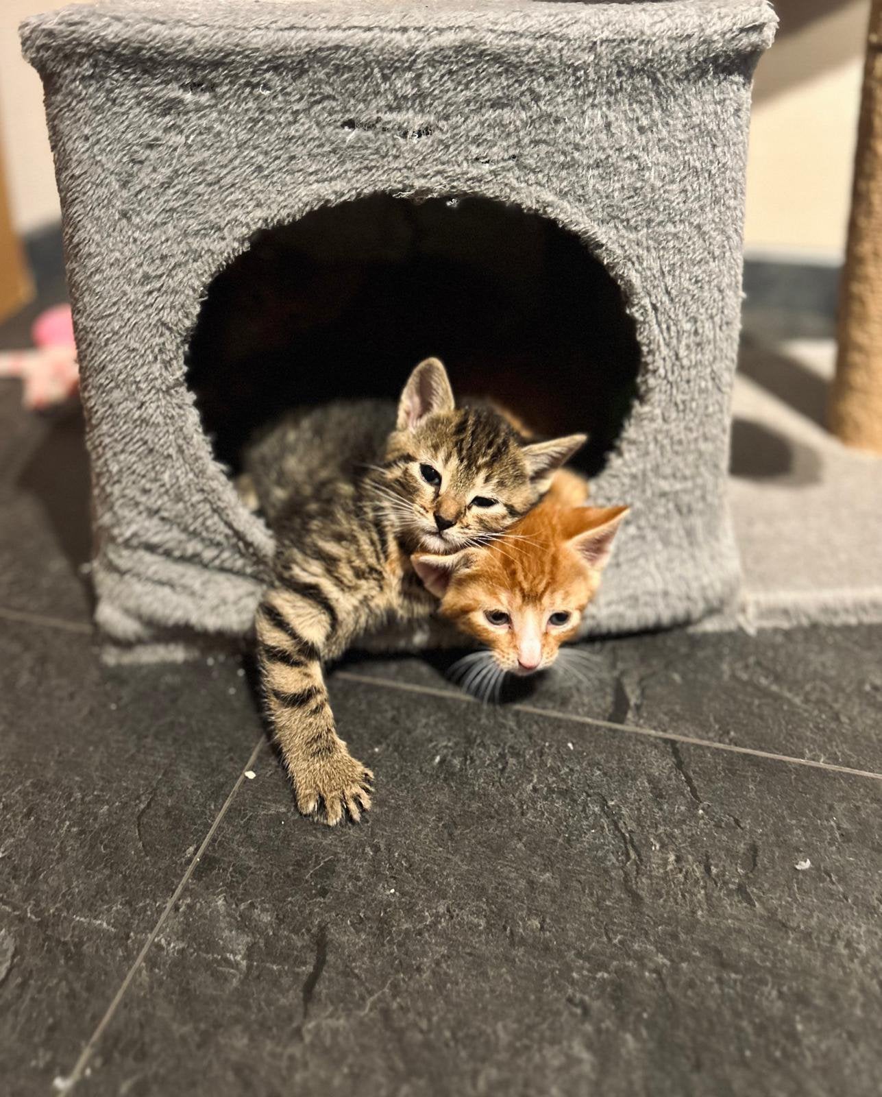 Lieve kittens te koop!, Meerdere dieren, 0 tot 2 jaar