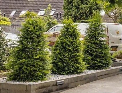 Gratis 3 stuks Coniferen, Ophalen, Conifeer, Struik, 100 tot 250 cm
