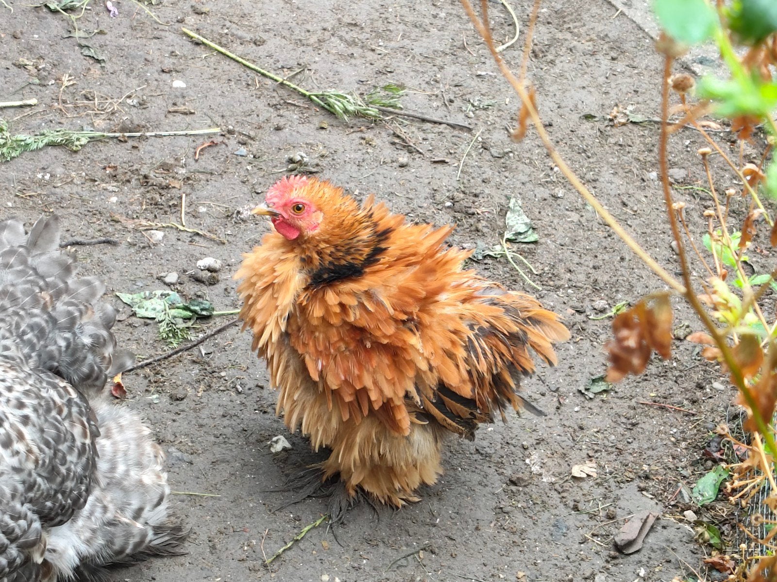cochin krul haan, Dieren en Toebehoren, Pluimvee, Mannelijk, Kip