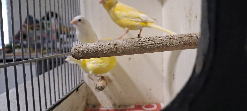 Trio kanaries van 2025, Dieren en Toebehoren, Vogels | Kanaries, Meerdere dieren, Kleurkanarie